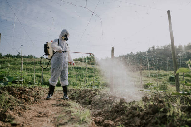 Best Local Pest Control Services  in Jemez Pueblo, NM