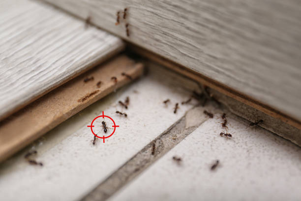 Best Wasp Removal Services  in Jemez Pueblo, NM
