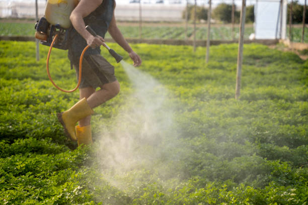 Best Affordable Pest Control Services  in Jemez Pueblo, NM